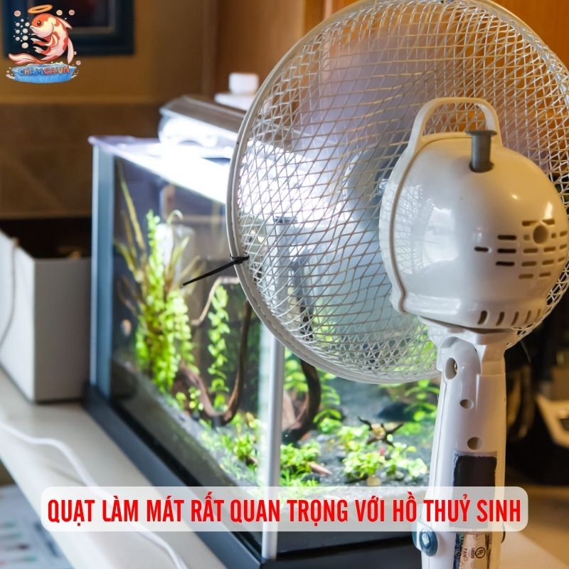 Quạt Làm Mát Hồ Thủy Sinh Để Kiểm Soát Nhiệt An Toàn Nhất 1 Quạt làm mát rất quan trọng với hồ thuỷ sinh