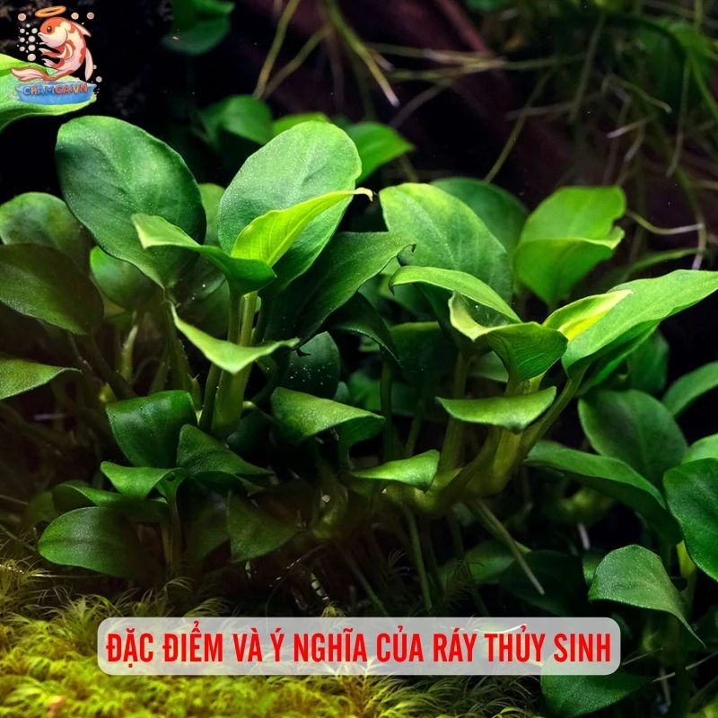 Ráy Thuỷ Sinh - Loài Cây Thuỷ Sinh Rẻ & Bền Đẹp Cho Hồ Cá 1 Đặc điểm và ý nghĩa của ráy thủy sinh