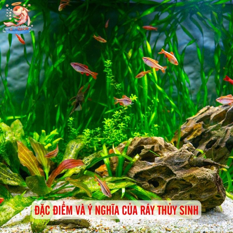 Ráy Thuỷ Sinh - Loài Cây Thuỷ Sinh Rẻ & Bền Đẹp Cho Hồ Cá 2 Điều kiện sống lý tưởng cho ráy
