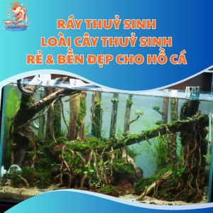 Ráy Thuỷ Sinh - Loài Cây Thuỷ Sinh Rẻ & Bền Đẹp Cho Hồ Cá