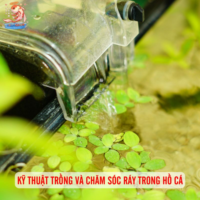 Ráy Thuỷ Sinh - Loài Cây Thuỷ Sinh Rẻ & Bền Đẹp Cho Hồ Cá 4 Giá thị trường và kinh nghiệm mua ráy
