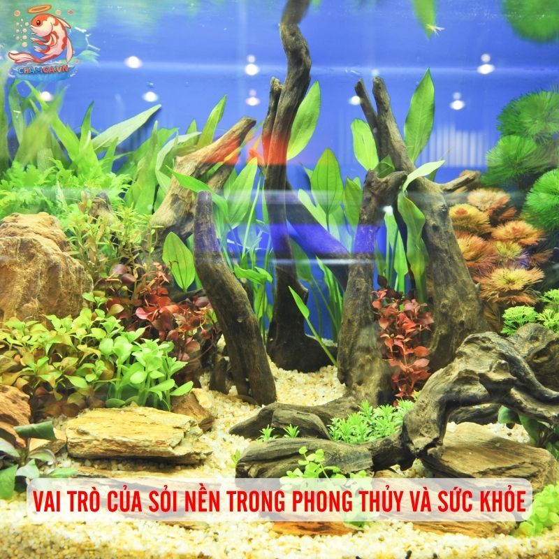 Sỏi Nền Hồ Cá Phong Thủy - Cách Chọn Giúp Hút Tài Vận 1 Vai trò của sỏi nền trong phong thủy và sức khỏe hồ cá