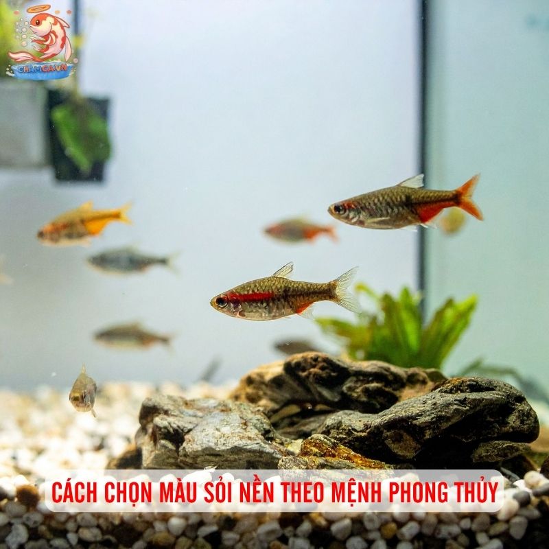 Sỏi Nền Hồ Cá Phong Thủy - Cách Chọn Giúp Hút Tài Vận 2 Cách chọn màu sỏi nền theo mệnh phong thủy