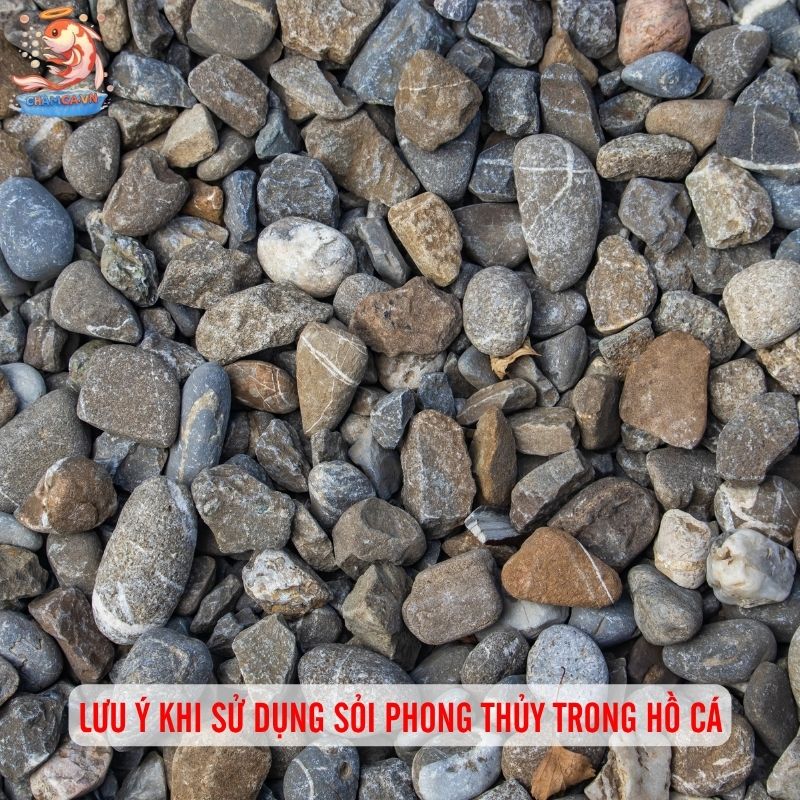 Sỏi Nền Hồ Cá Phong Thủy - Cách Chọn Giúp Hút Tài Vận 3 Lưu ý khi sử dụng sỏi phong thủy trong hồ cá