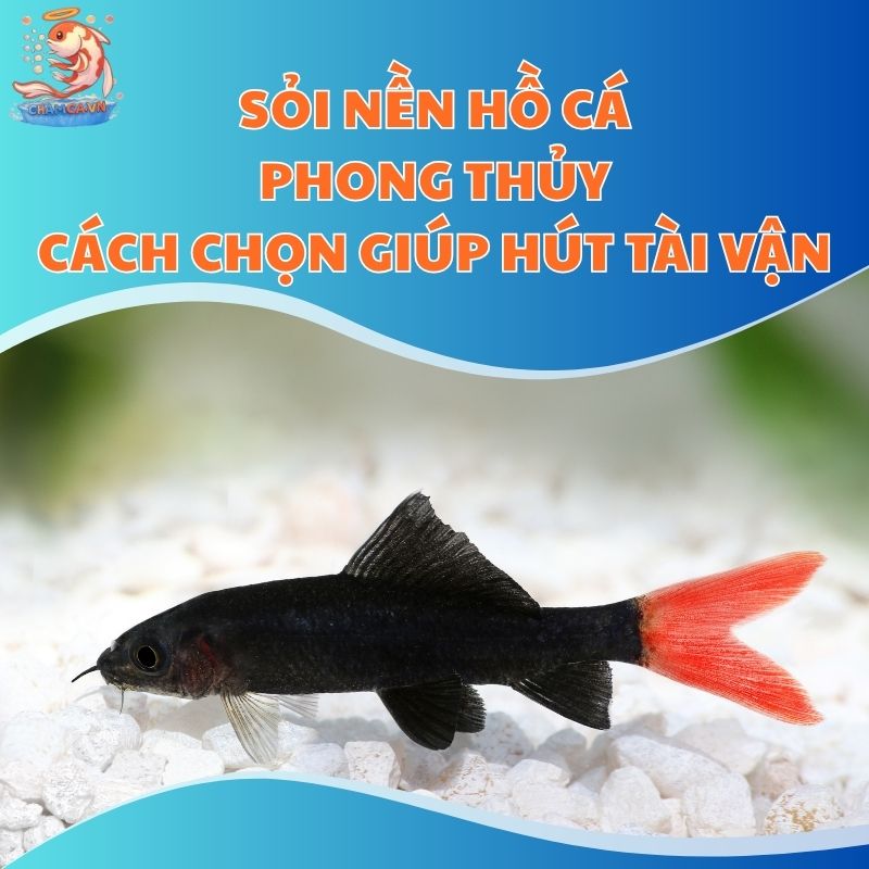 sỏi nền hồ cá phong thuỷ