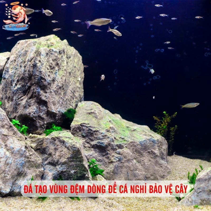 Trang Trí Hồ Cá Bằng Đá Tự Nhiên & Gợi Ý Layout Đẹp 1 Đá tạo vùng đệm dòng để cá nghỉ bảo vệ cây