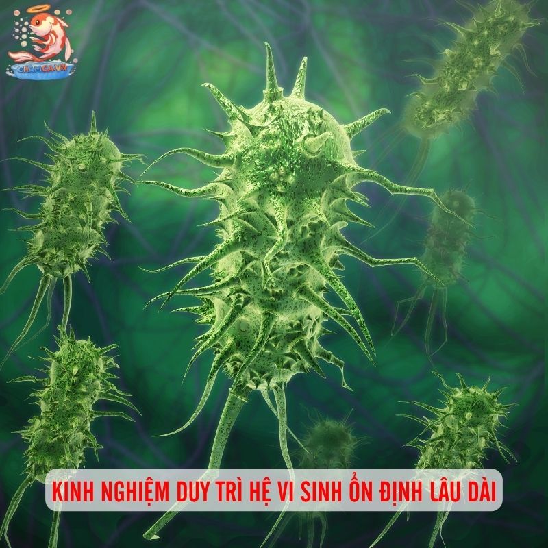 Vi Sinh Trong Hồ Cá - Bí Quyết Duy Trì Nước Trong & Cá Khoẻ 4 Kinh nghiệm duy trì hệ vi sinh ổn định lâu dài