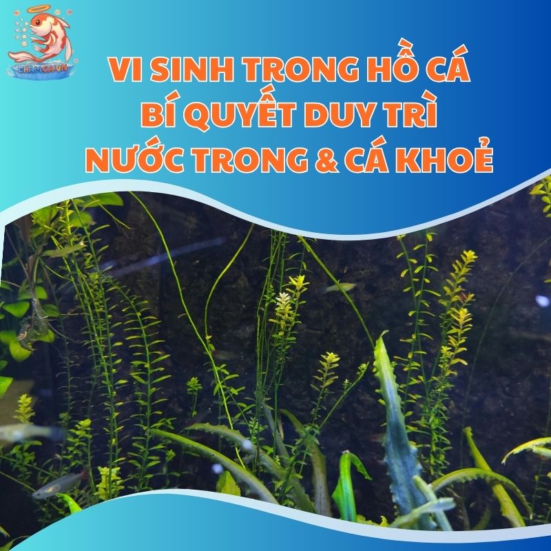 Vi Sinh Trong Hồ Cá - Bí Quyết Duy Trì Nước Trong & Cá Khoẻ