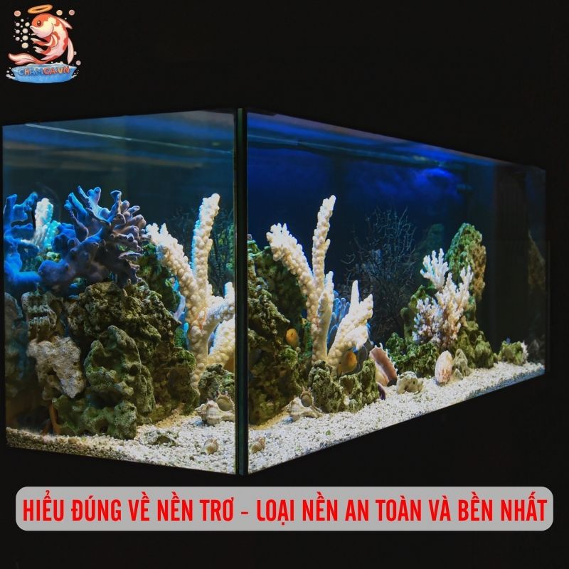 Nền Trơ Và Nền Dinh Dưỡng Khác Nhau Thế Nào Hướng Dẫn Chọn Đúng 1 Hiểu đúng về nền trơ - loại nền an toàn và bền nhất