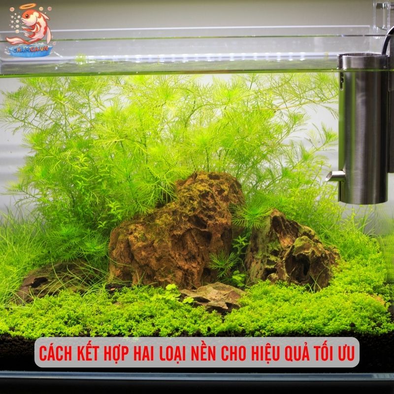 Nền Trơ Và Nền Dinh Dưỡng Khác Nhau Thế Nào Hướng Dẫn Chọn Đúng 3 Cách kết hợp hai loại nền cho hiệu quả tối ưu