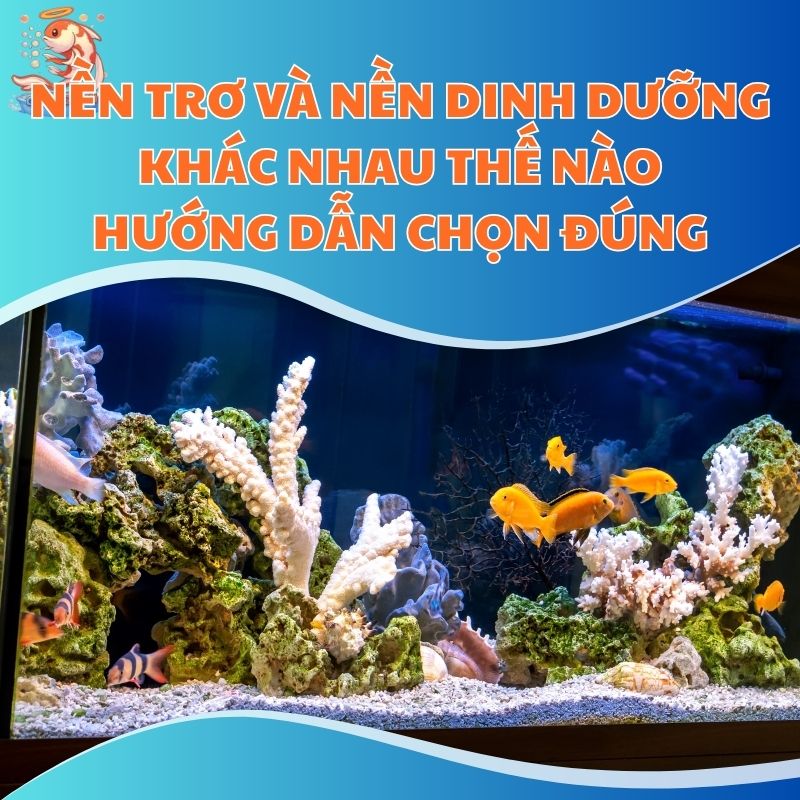 Nền Trơ Và Nền Dinh Dưỡng Khác Nhau Thế Nào Hướng Dẫn Chọn Đúng